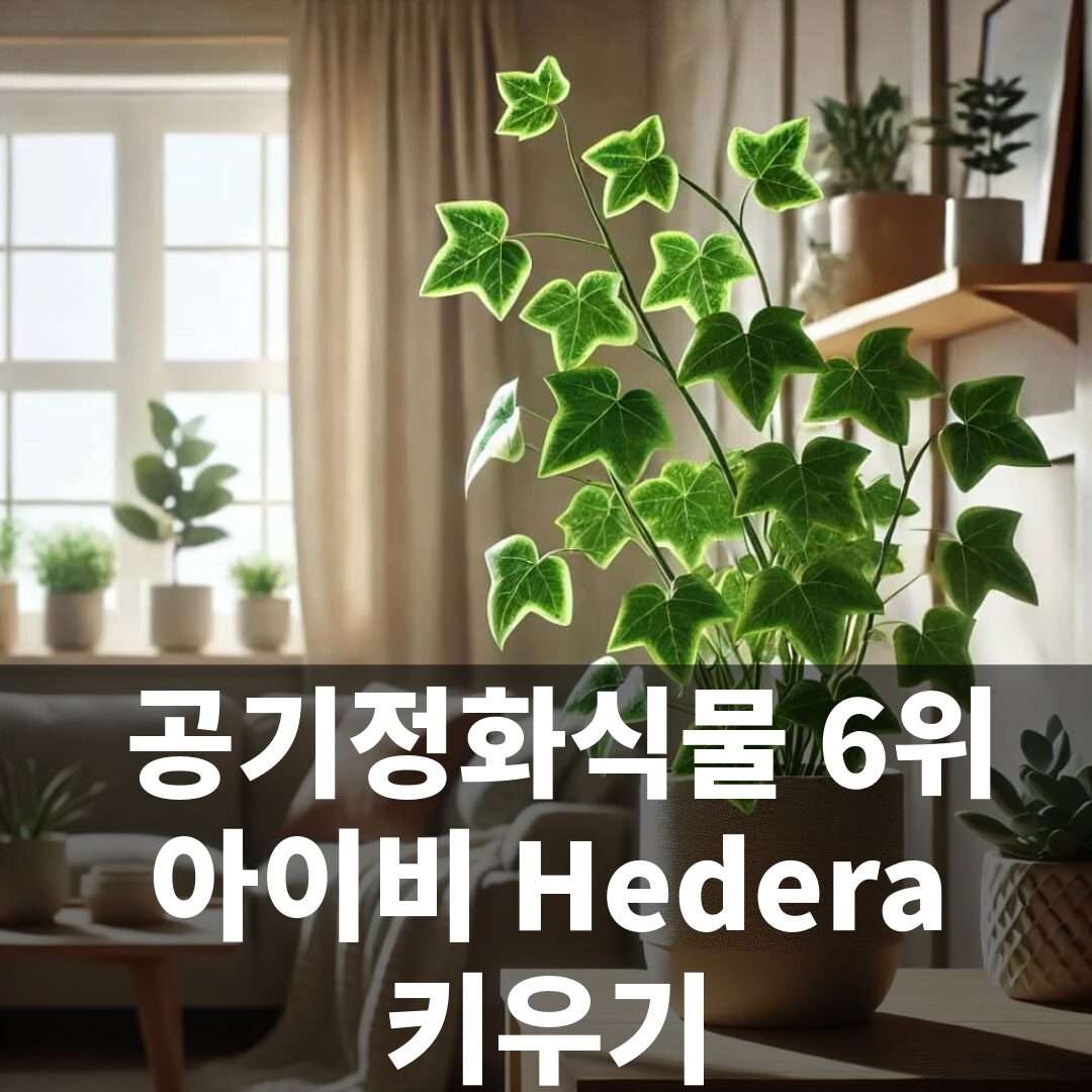 NASA가 선정한 공기정화식물 6위 아이비 Hedera 키우기