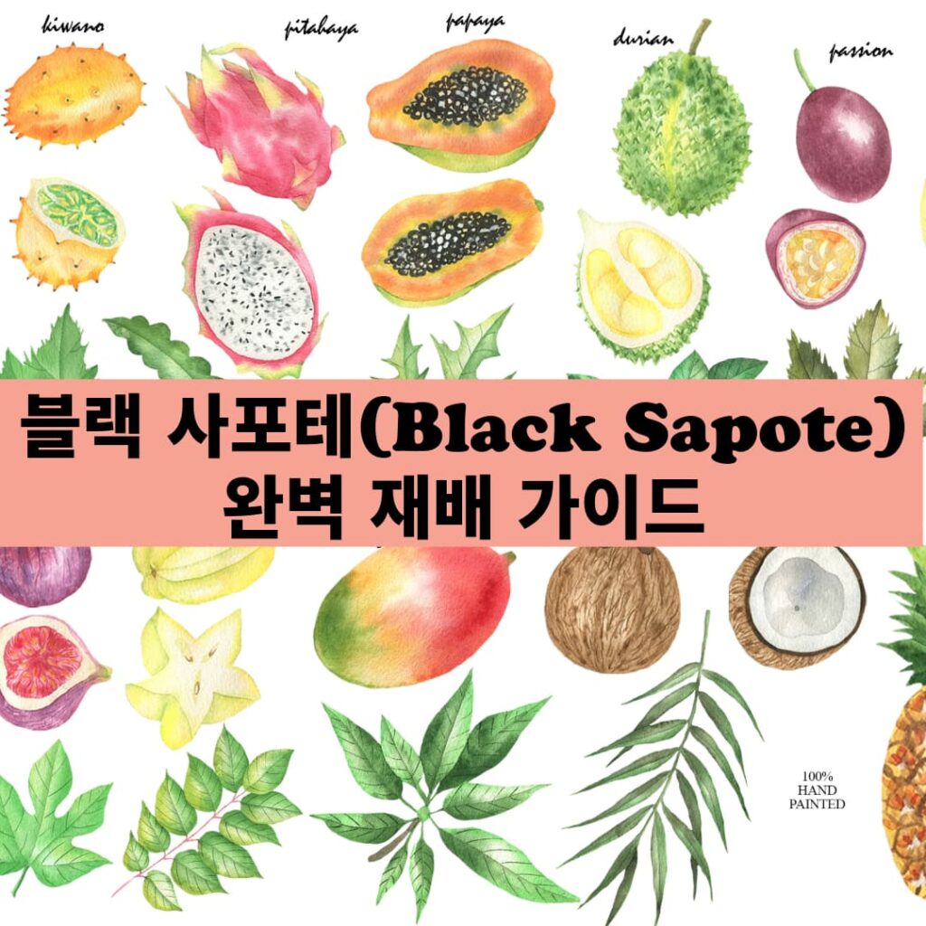 블랙 사포테(Black Sapote) 완벽 재배 가이드