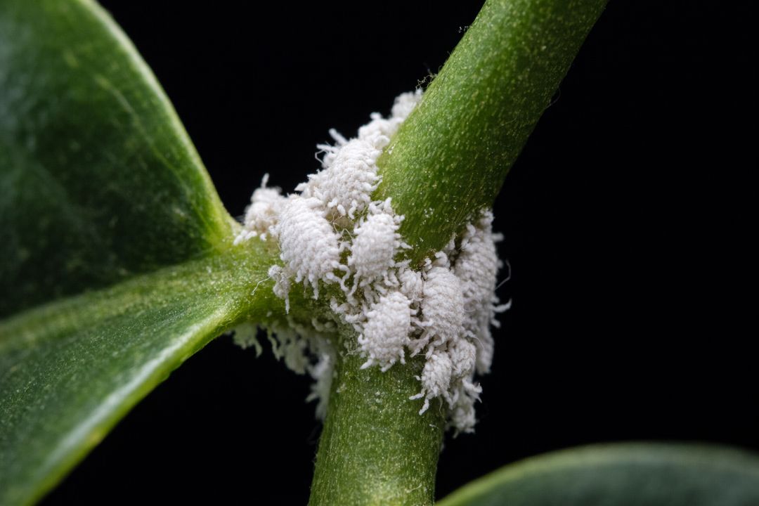 식물 잎 해충 솜깍지벌레 모습