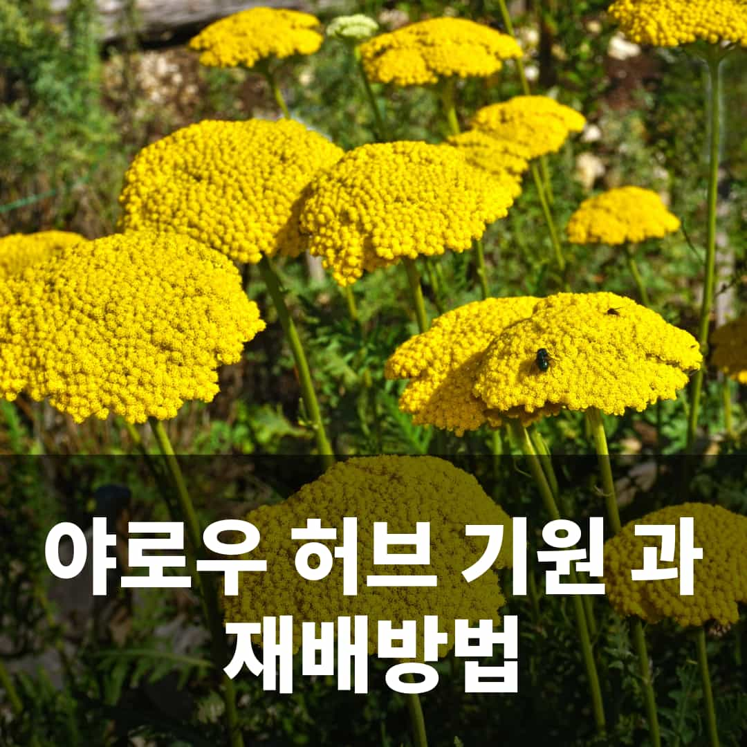 야로우 (yarrow 서양톱풀) 허브 기원 과 재배방법