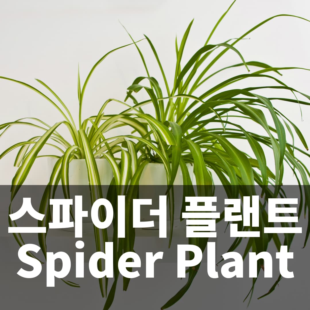 NASA가 선정한 공기정화식물 8위 스파이더 플랜트 Spider Plant 키우기