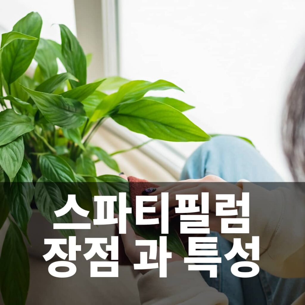 스파트필럼 Peace Lily 장점 과 특성