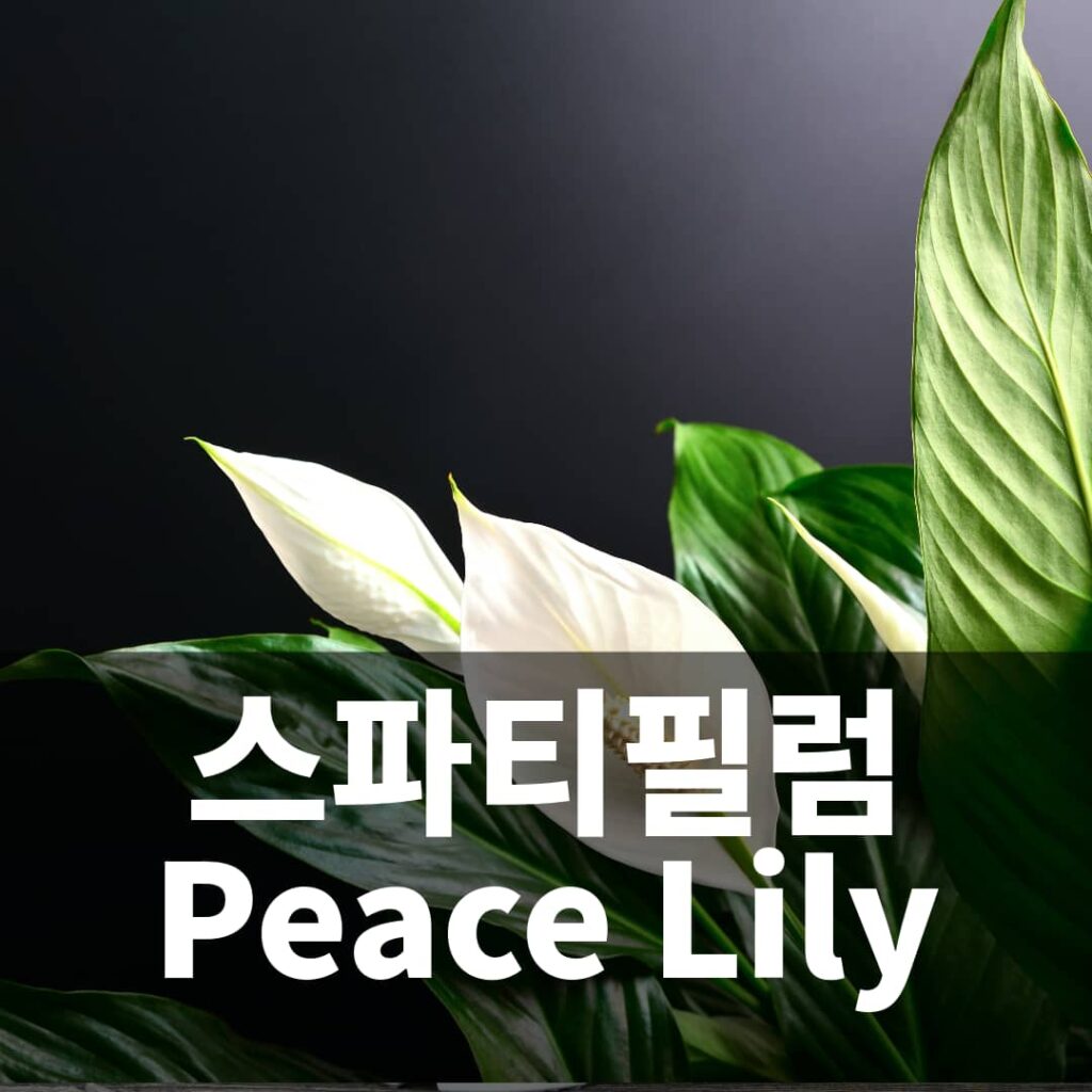 NASA가 선정한 공기정화식물 6위 스파트필럼 Peace Lily 키우기