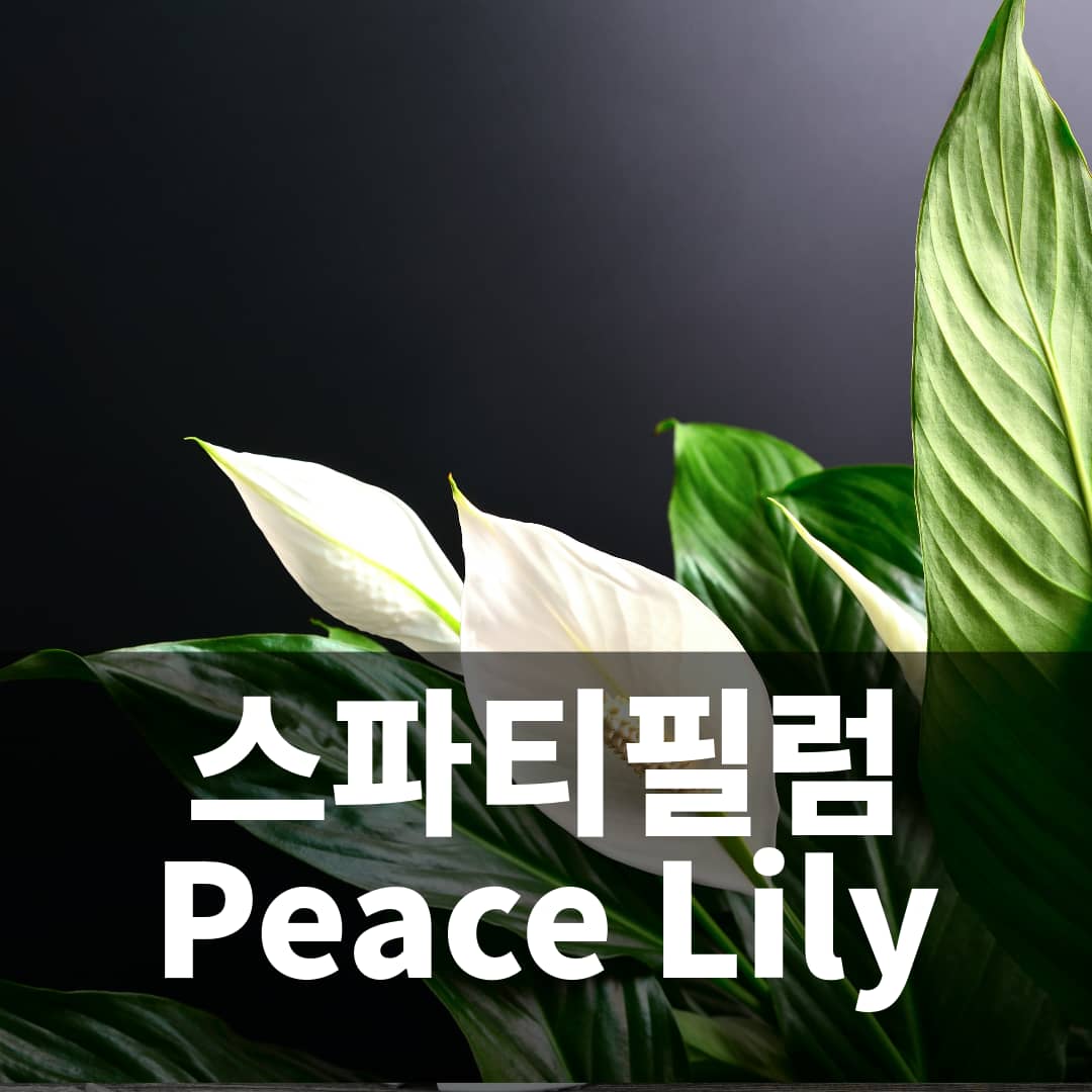 NASA가 선정한 공기정화식물 6위 스파트필럼 Peace Lily 키우기