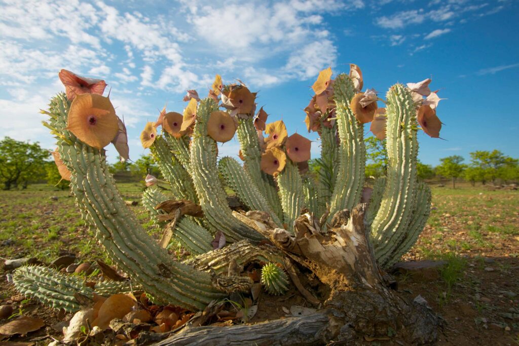 후디아 고도니 Hoodia Gordonii