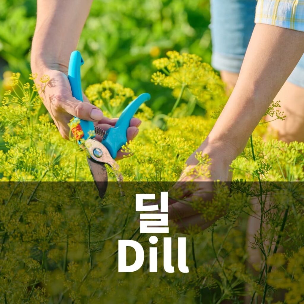 딜 Dill 소회향 허브 키우기