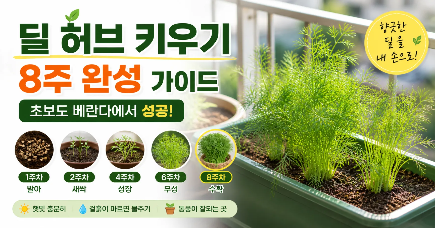 딜 Dill 허브 키우기