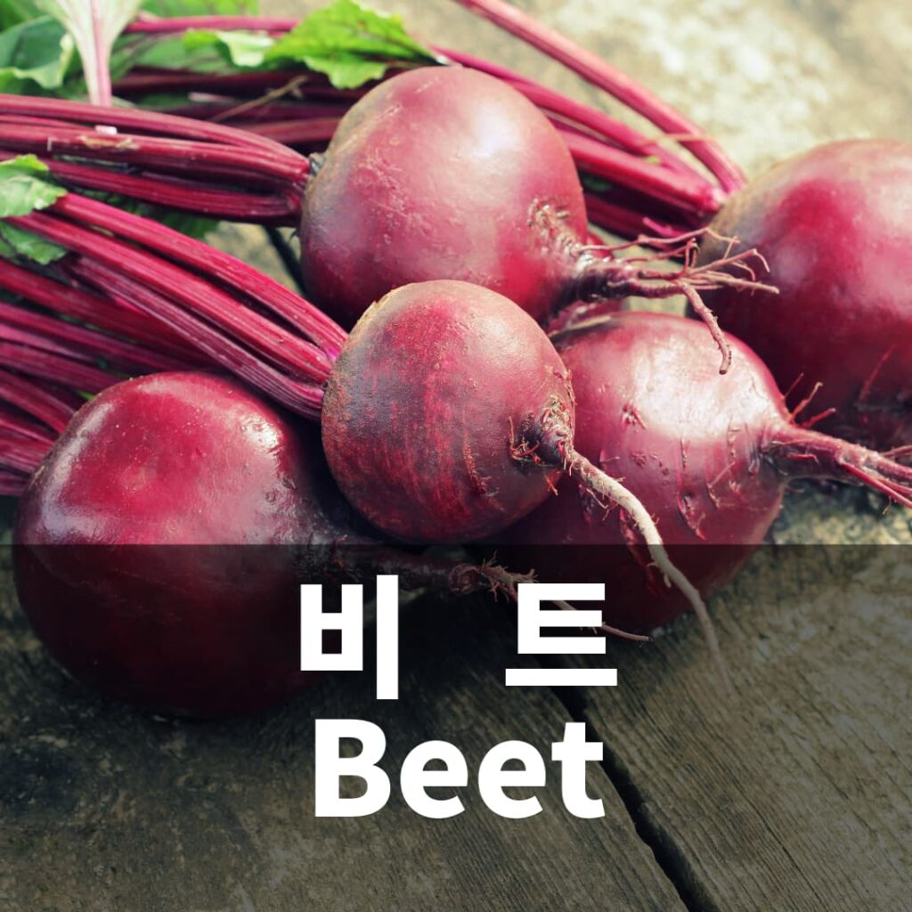 비트 beet 허브 키우기