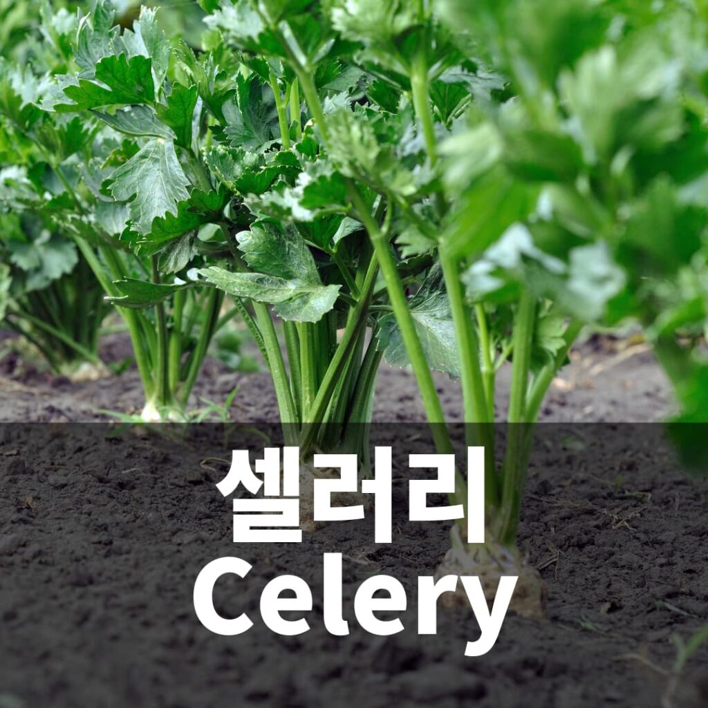 셀러리 celery