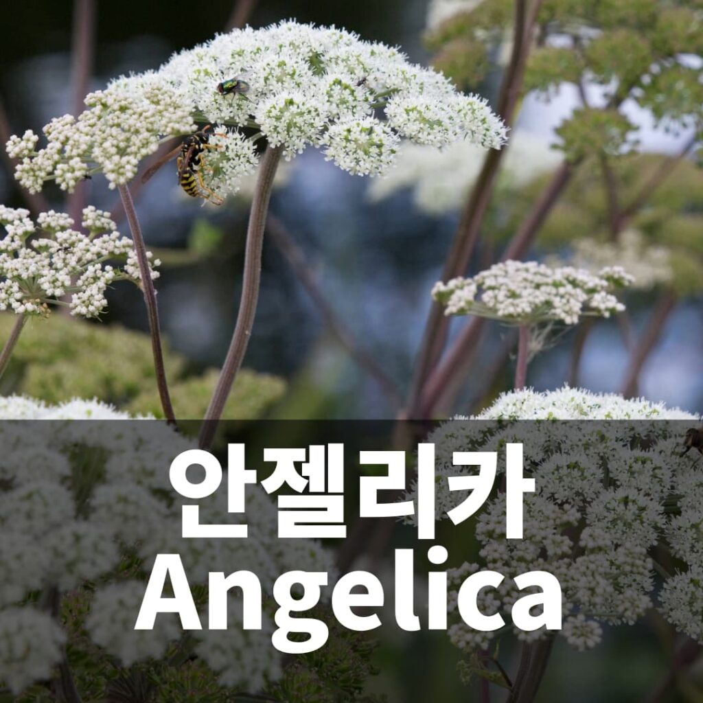 안젤리카 Angelica 당귀류 허브 키우기