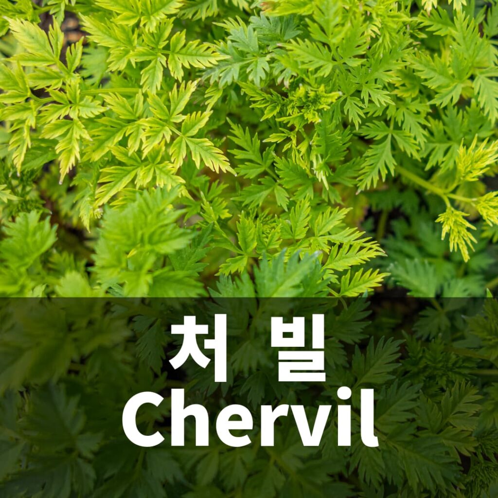 처빌 Chervil 허브 키우기