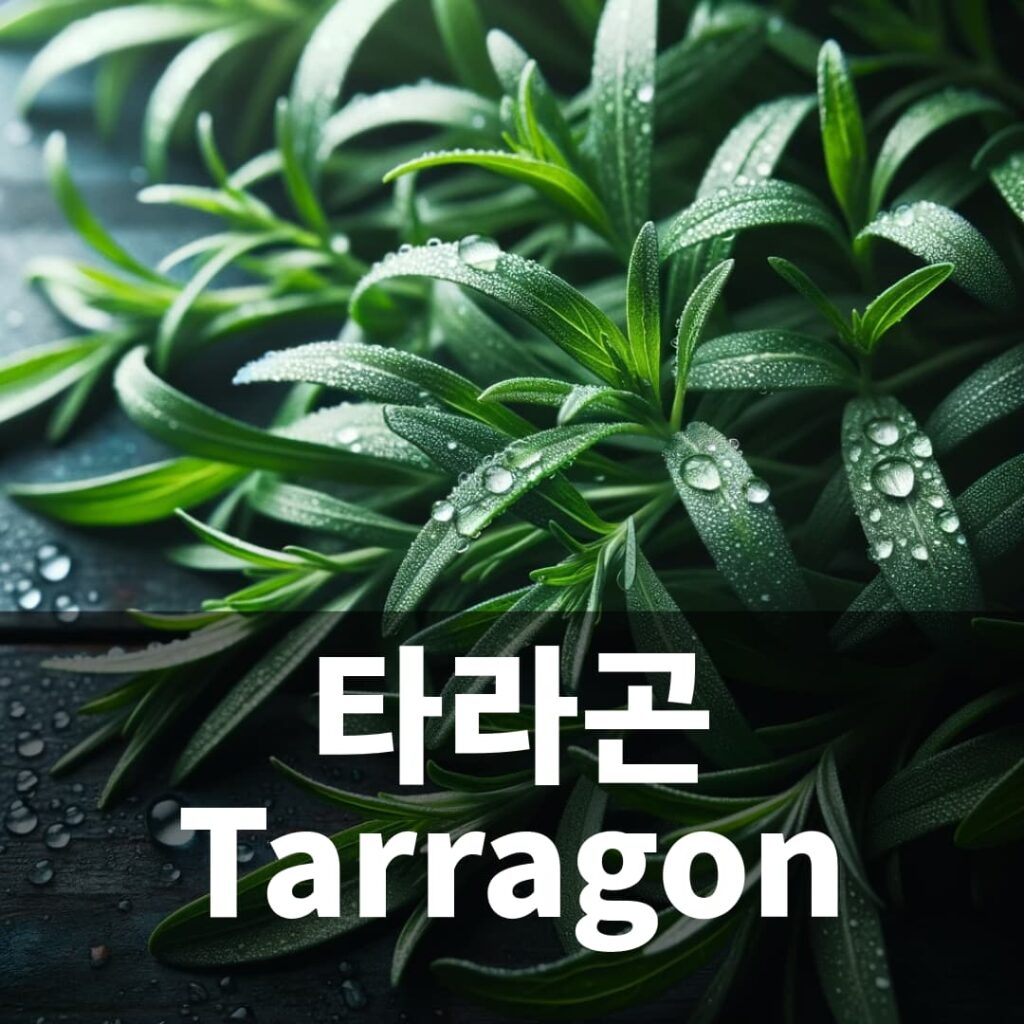 타라곤 허브 키우기