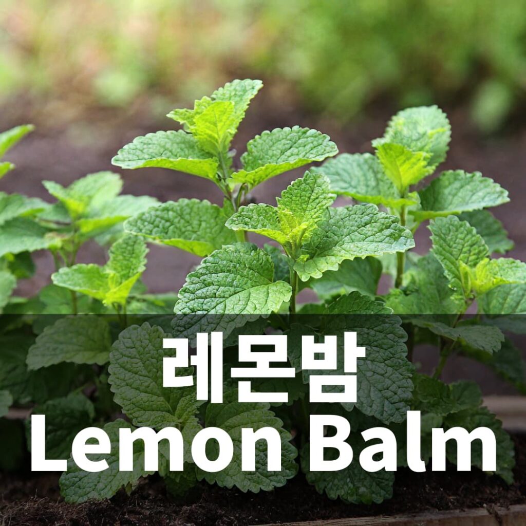 레몬밤 Lemon Balm Herb 허브 키우기