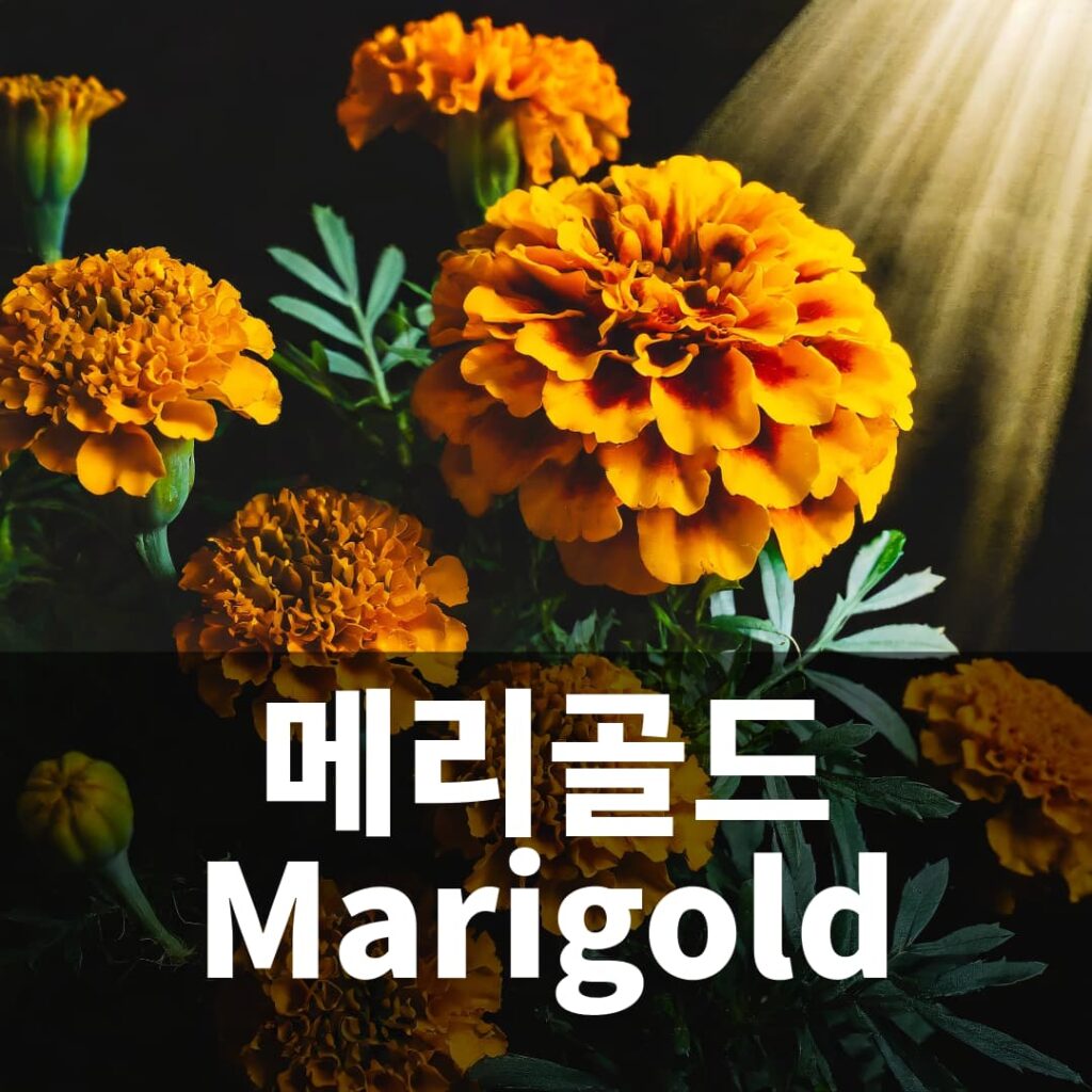 루테인이 많은 메리골드 Marigold키우기