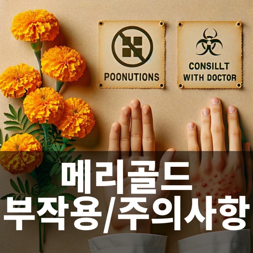 메리골드 부작용 과 섭취시주의사항