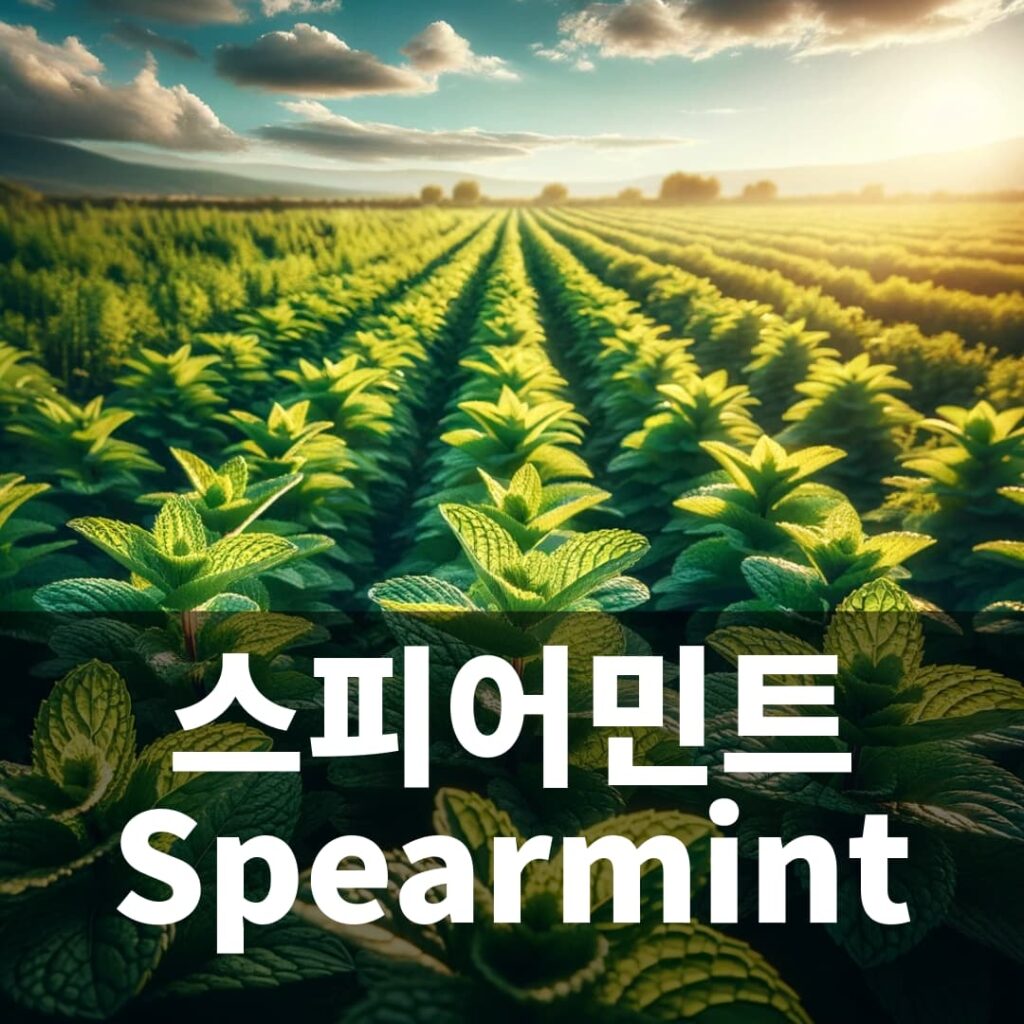 스피어 민트 Spearmint Herb 허브 키우기