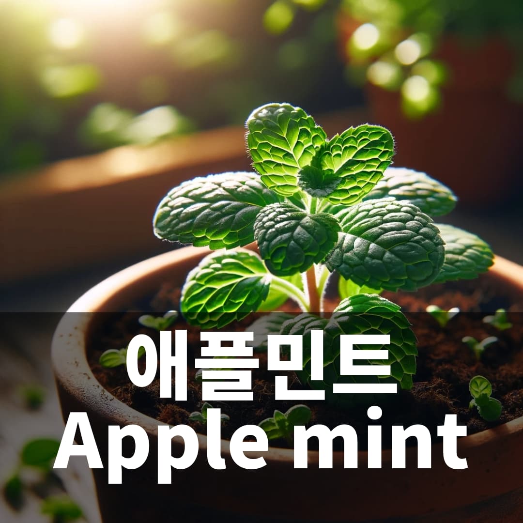 애플민트 Apple mint Herb 허브 키우기