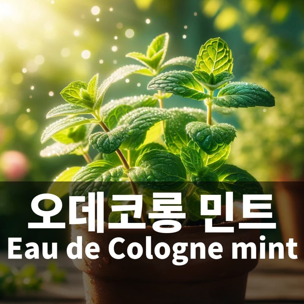 오데코롱 민트 Eau de Cologne mint Herb 허브 키우기