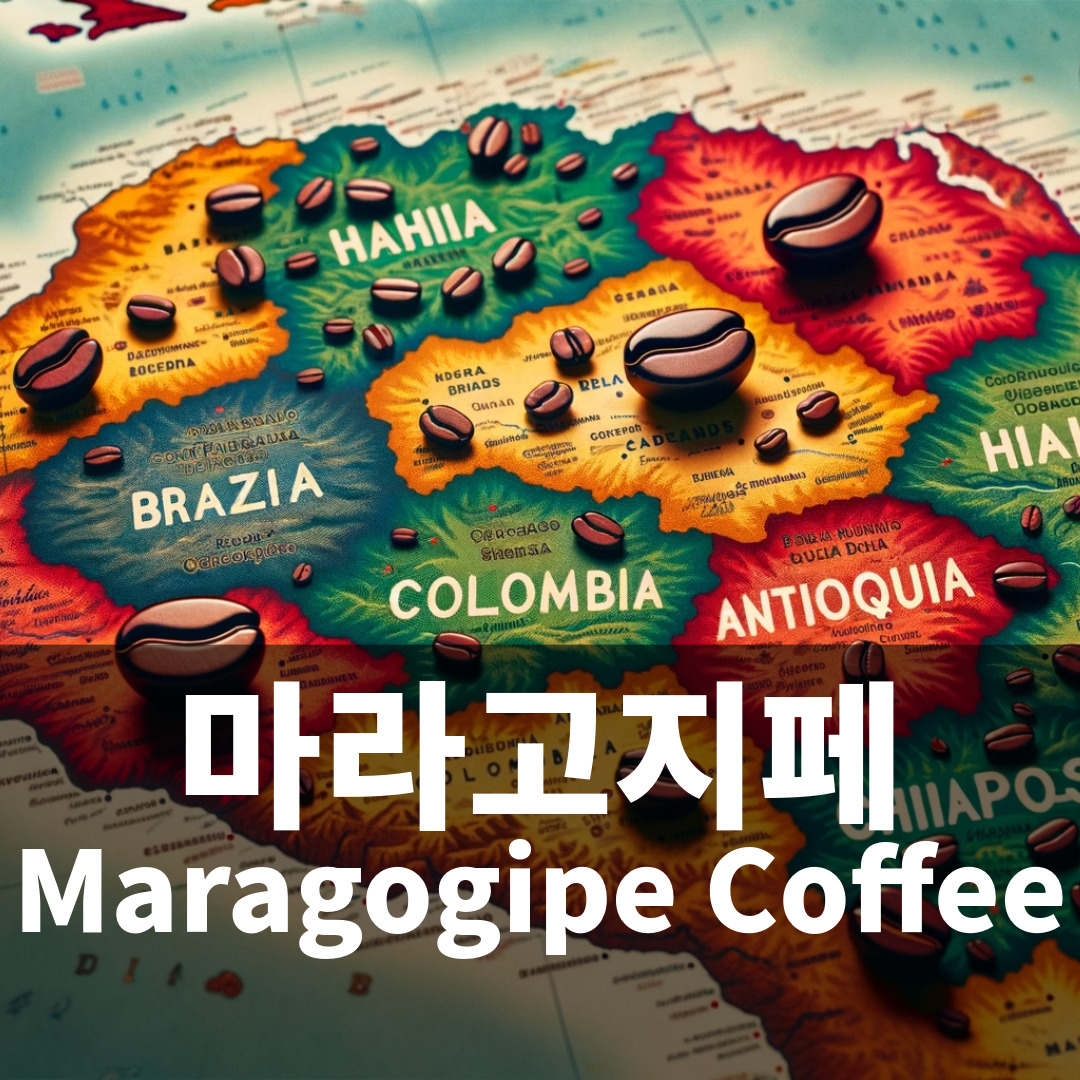 커피품종 마라고지페 Maragogipe Coffee