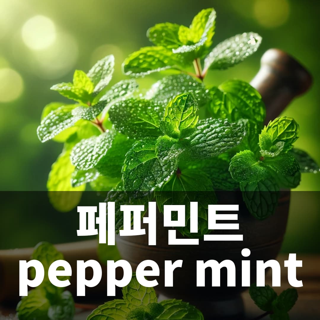페퍼민트 pepper mint Herb 허브 키우기