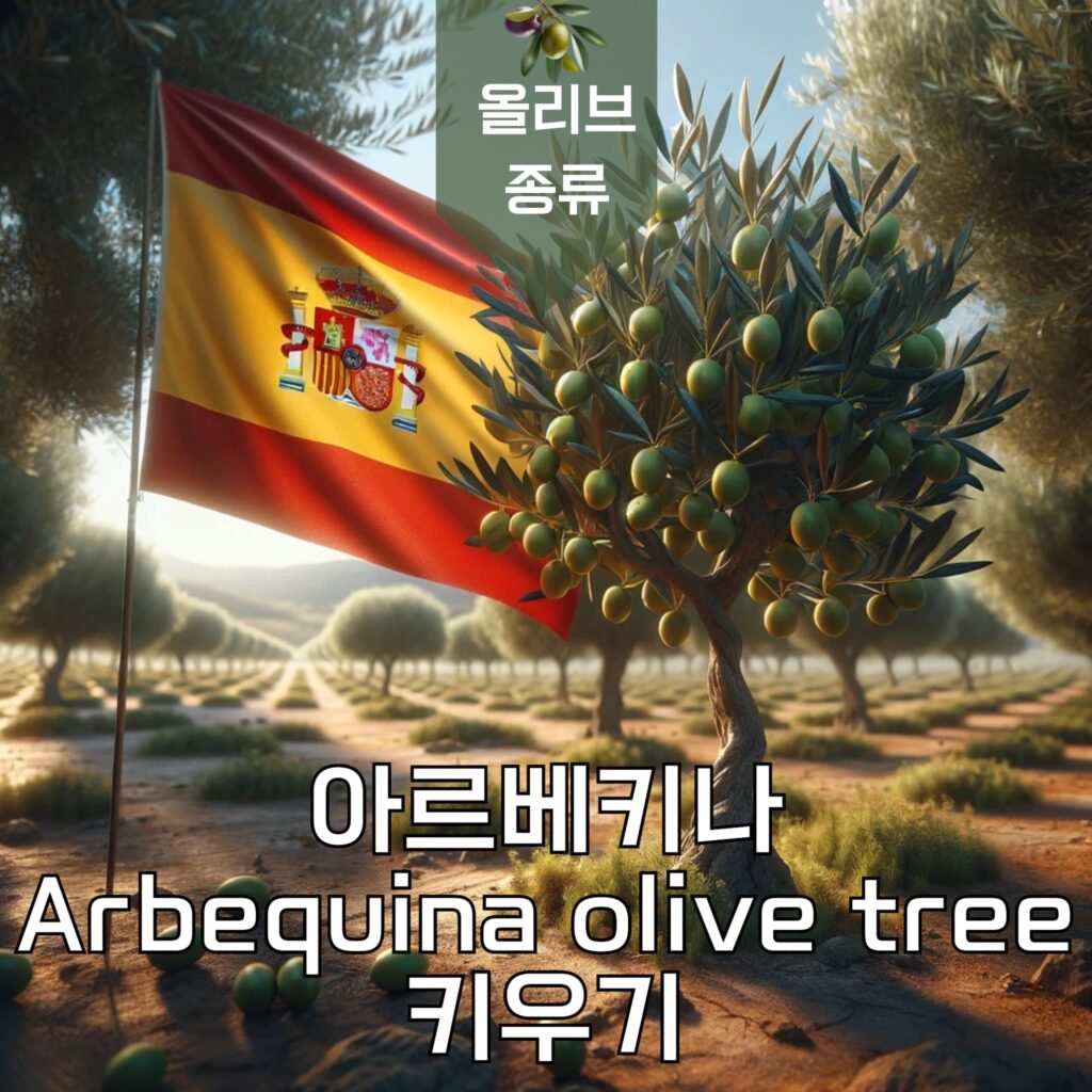 올리브 종류 아르베키나 Arbequina olive tree 키우기