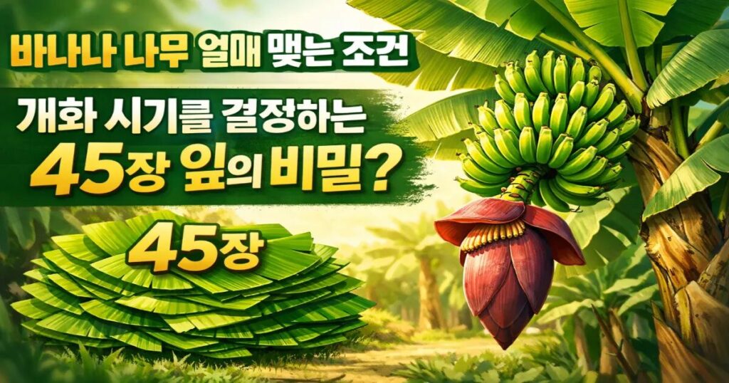 바나나 나무 열매 맺는 조건 개화 시기를 결정하는 45장 잎의 비밀