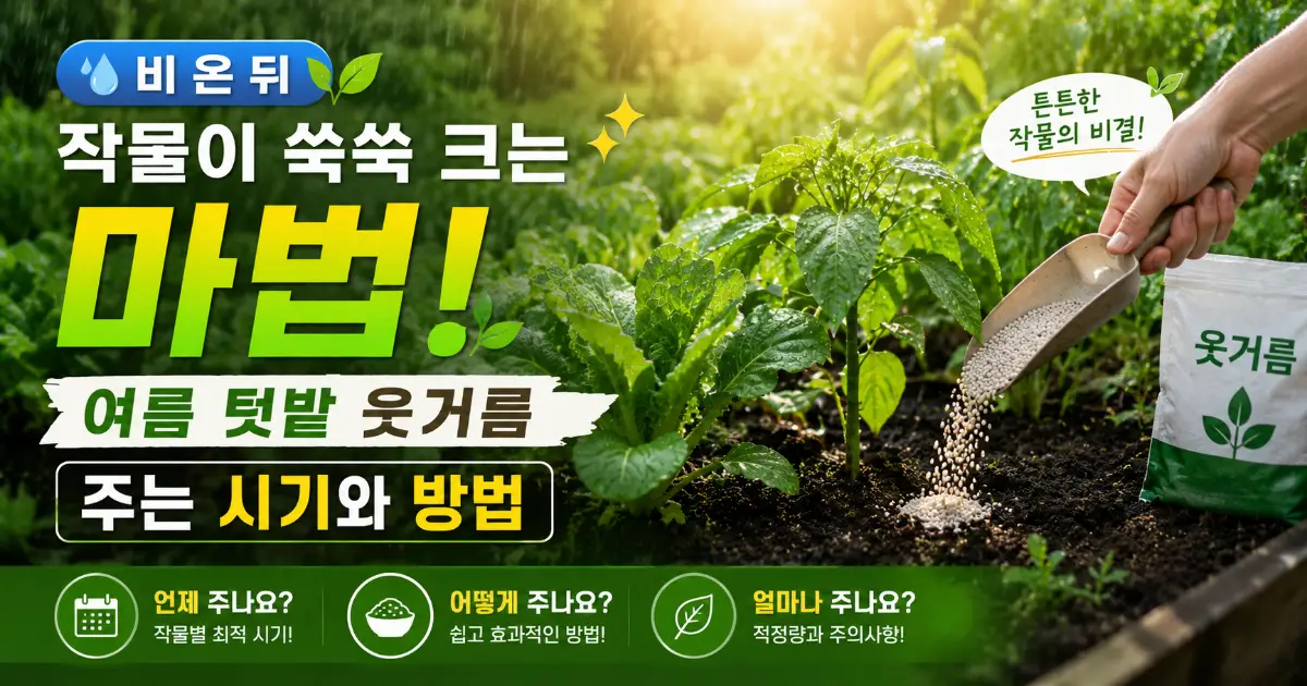 여름 텃밭 웃거름 주는 시기 비료 부족 증상